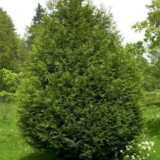 Kæmpethuja