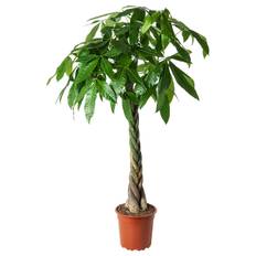 IKEA - PACHIRA AQUATICA plante, Lykkekastanje, 27 cm