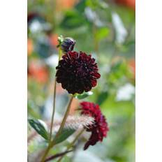 Dahlia La Recoleta
