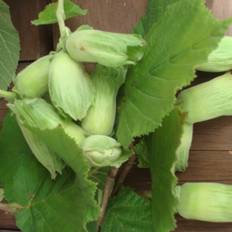 Hassel busk, Corylus ave. 'Lambert Filbert', 7,5 liter potter