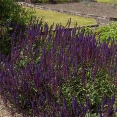 Planta Stäppsalvia Omnia Garden Mainacht