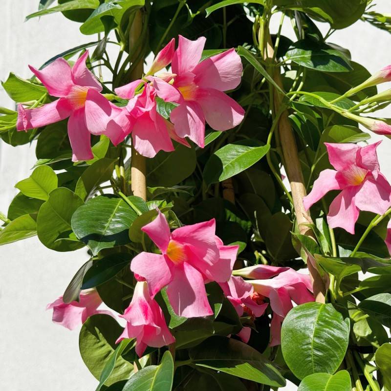 Bægerranke Pink 40-50 cm. - Dipladenia mandevilla Pink.