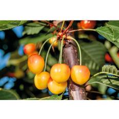 Sötkörsbär OMNIA GARDEN Prunus avium Büttners Späte Rote Knorpelkirsche inkl. uppbindningskit