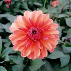 Dahlia 'Clemenvilla'