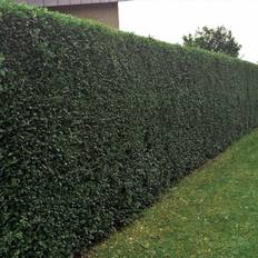 Ligusterhæk (Ligustrum vulgaris 'Liga')  80-120 cm, 2 års