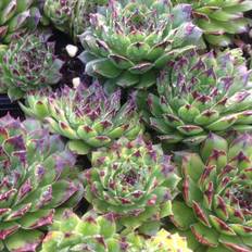 Husløg (Sempervivum 'Black Top')