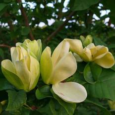 Magnolia (Magnolia 'Yellow Bird') Opstammet 120 cm