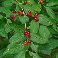 Dunet Gedeblad 60-100 cm. - Bundt med 10 stk. barrodsplanter - Lonicera xylosteum