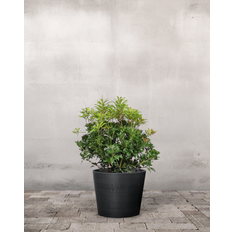 Pieris Japonica Mountain Fire - 40-60 cm - Ja / Greenify Udendørskrukke / Ingen farve