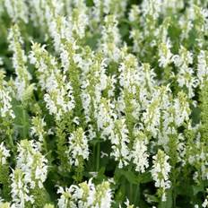 Salvia x sylvestris Schneehugel, Stäppsalvia/Skogssalvia