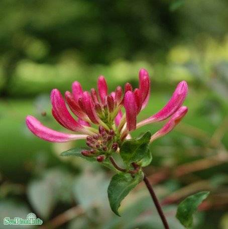 Vildkaprifol 'Serotina' co 3-pack