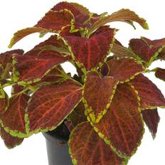 Palettblad 'Fairway Orange'