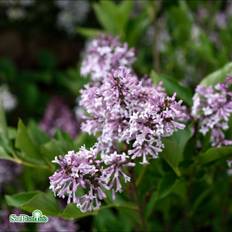 Sammetssyren - Syringa pubescens ssp. patula Miss Kim (Storlek: 100 stam C10)