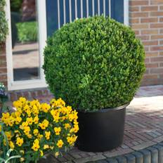 Japansk buksbom, kugle, Buxus mic. 'Faulkner', 12 liter potte, Ø35-40 cm