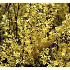 Forsythia 'Minigold'
