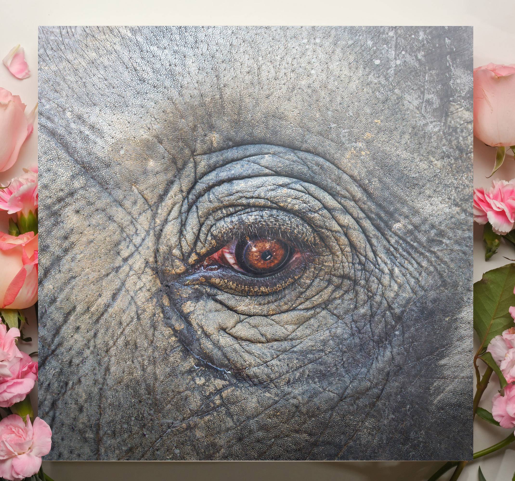 Elefant närbildcanvas tavla konst