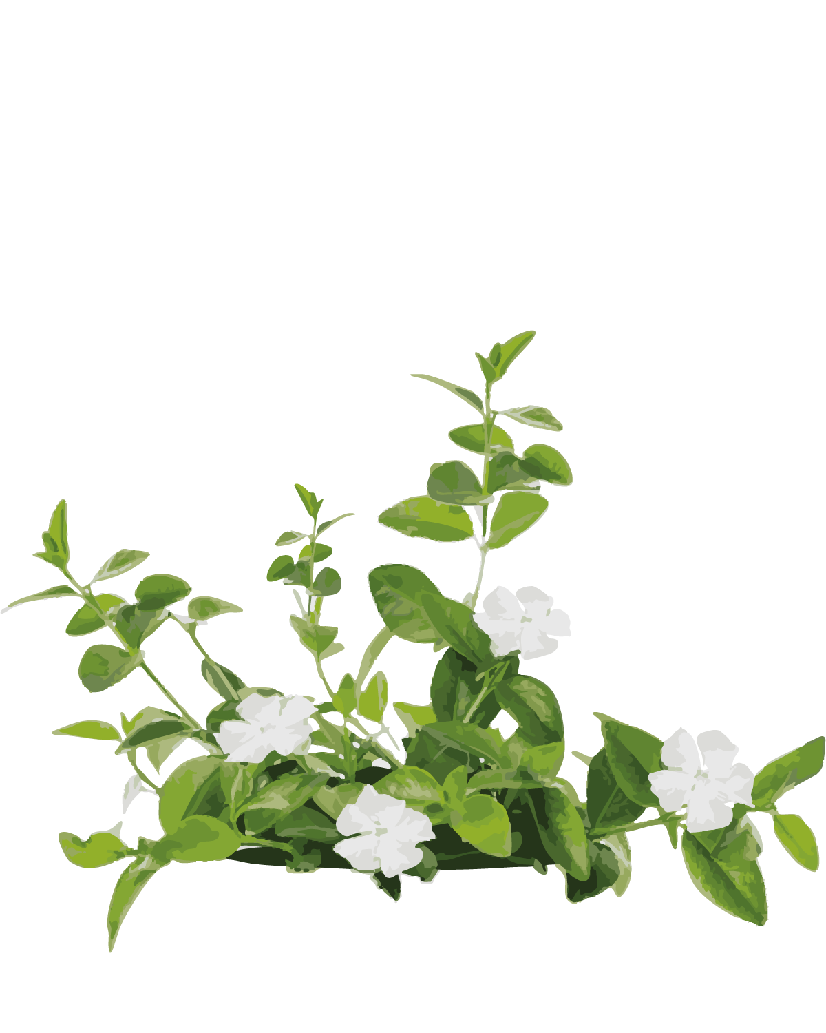 Vintergrøn, Vinca Minor 'Alba'