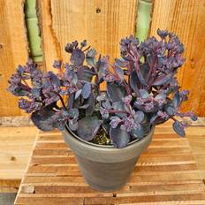 Krukke Stenurt Japansk (Sedum cauticola 'Red Canyon')