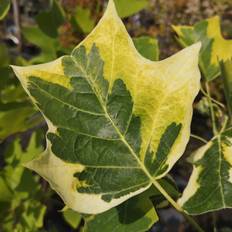 Broget Tulipantræ 60-100 cm. - Liriodendron tulipifera Aureomarginatum