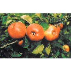 Äppelträd OMNIA GARDEN Malus domestica Cox Pomona inkl. uppbindningskit