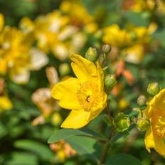 Kinesisk Perikon Hidcote - Hypericum hookerianum Hidcote - Bunddække