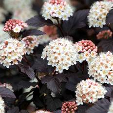 Blærespiræa (Physocarpus opu. 'Diabolo') 80-120 cm