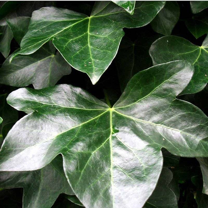 Efeu Vedbend Storbladet (Hedera hibernica 'Hestor') 90 - 120 cm