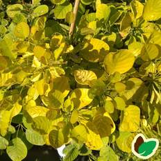 Gulbladet Parykbusk 25-50 cm. - Cotinus coggygria Ancot (Golden Spirit)
