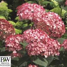Vidjehortensia (Storlek: busk C3)
