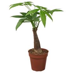 IKEA - PACHIRA AQUATICA plante, Lykkekastanje, 9 cm