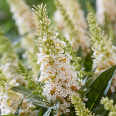 Sommerfuglebusk (Buddleja davidii 'Butterfly Candy Little White') Potte 3 L