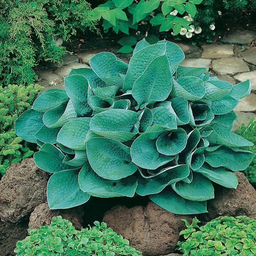 Rabattblomma Omnia Garden Funkia Big Daddy