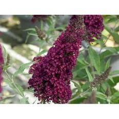 Sommerfuglebusk Buzz 'Wine'
