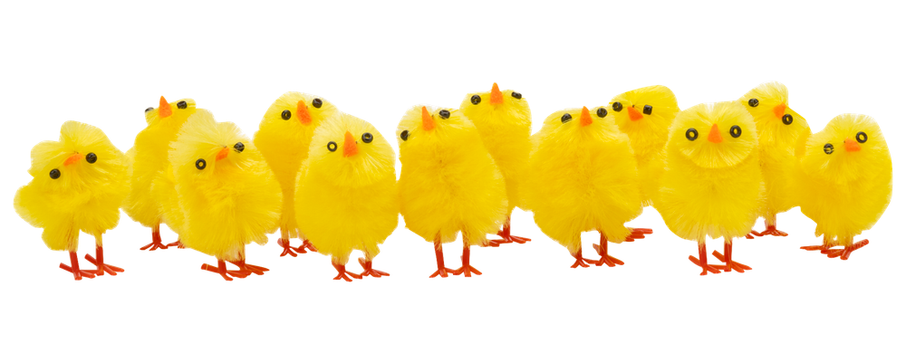 Påskkycklingar H. 3 cm 12-pack