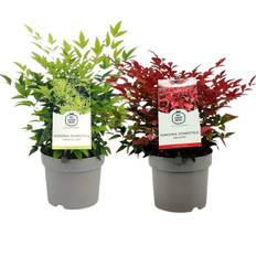 Nandina Domestica mix 17 cm (På lager i butik)