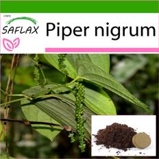 SAFLAX - Pepparväxt - 20 frön - Med kruksubstrat för bättre odling - Piper nigrum