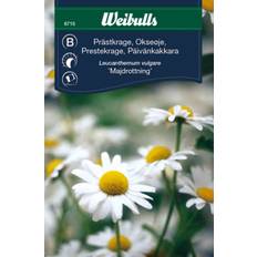 krage, Präst-