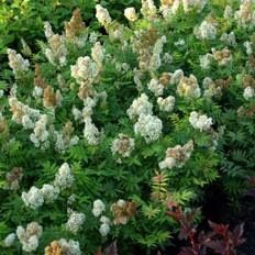 Rönnspirea (Storlek: busk C3,5)