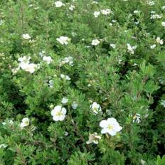 Potentilla 'Abbotswood'