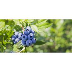 Bärbuske Amerikanskt Blåbär Northland Krukodlad 10-Pack