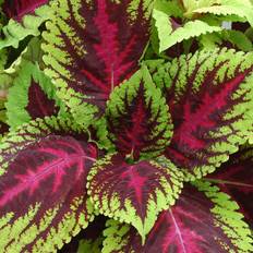 Palettblad 'Kong Red'