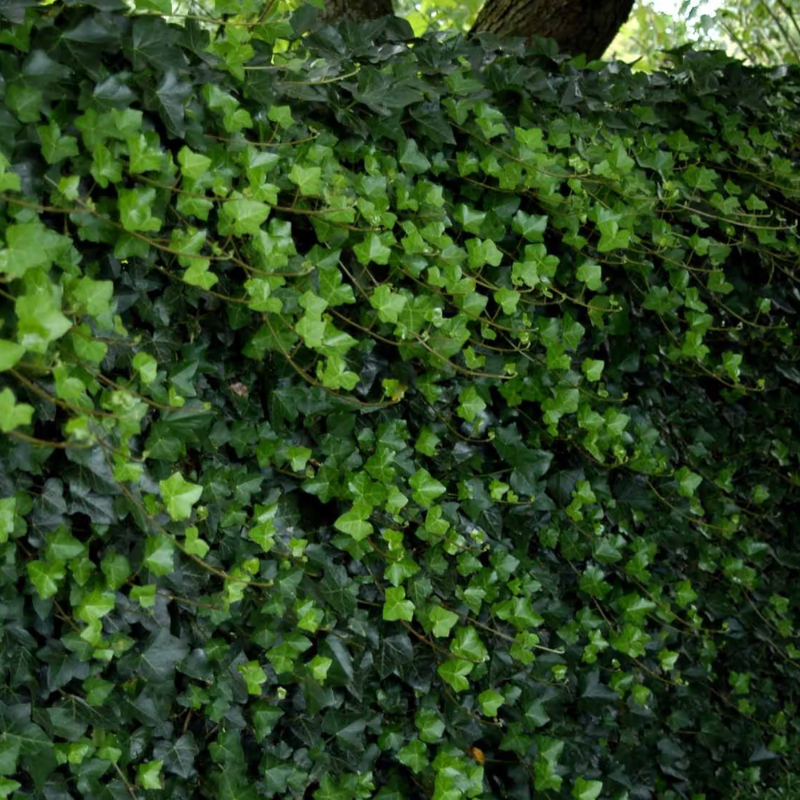 Irsk vedbend / Efeu (Hedera hibernica) 50-70 cm