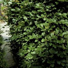 Bøg (Fagus sylvatica) 160-180 cm barrods, 5 års, omplantet, kraftig kvalitet