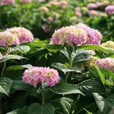 Hortensia `Endless Summer`