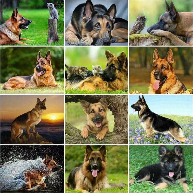 Gör-det-själv 5D Diamantmålning Schäfer Full Rund Borrning Djur Hund Husdjur Diamantbroderi Korsstygn Mosaik Heminredning