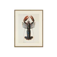 Lobster 1