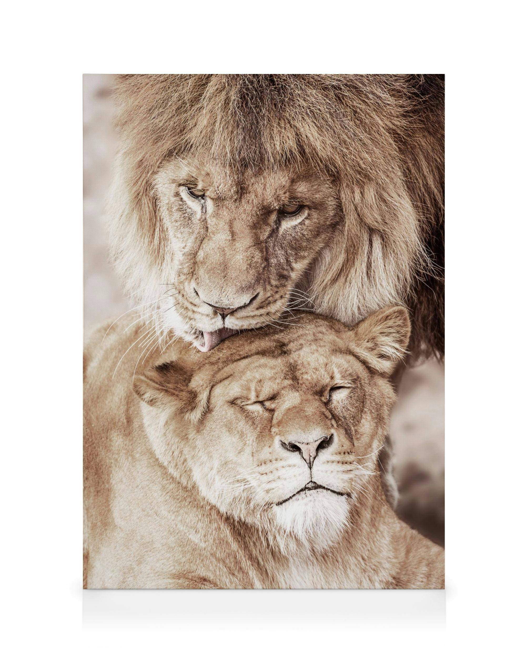 Canvastavlor Lion Love Canvastavla (30x40 cm - Svart ram)