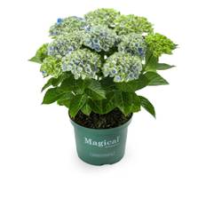 Havehortensia, blå, Hydrangea 'Magical Amethyst'®, 5 liter potte