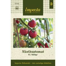 Tomat, Växthus-, Shirley F1 - Solanum lycopersicum Shirley F1