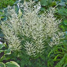 Fjerbusk Fairy Hair - Aruncus dioicus Fairy Hair